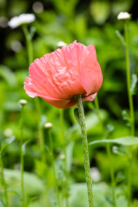 Poppies, Papaver Poppies, Papaver